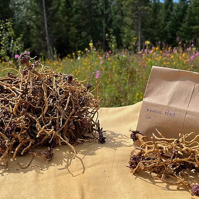 Seneca (Snake) Root