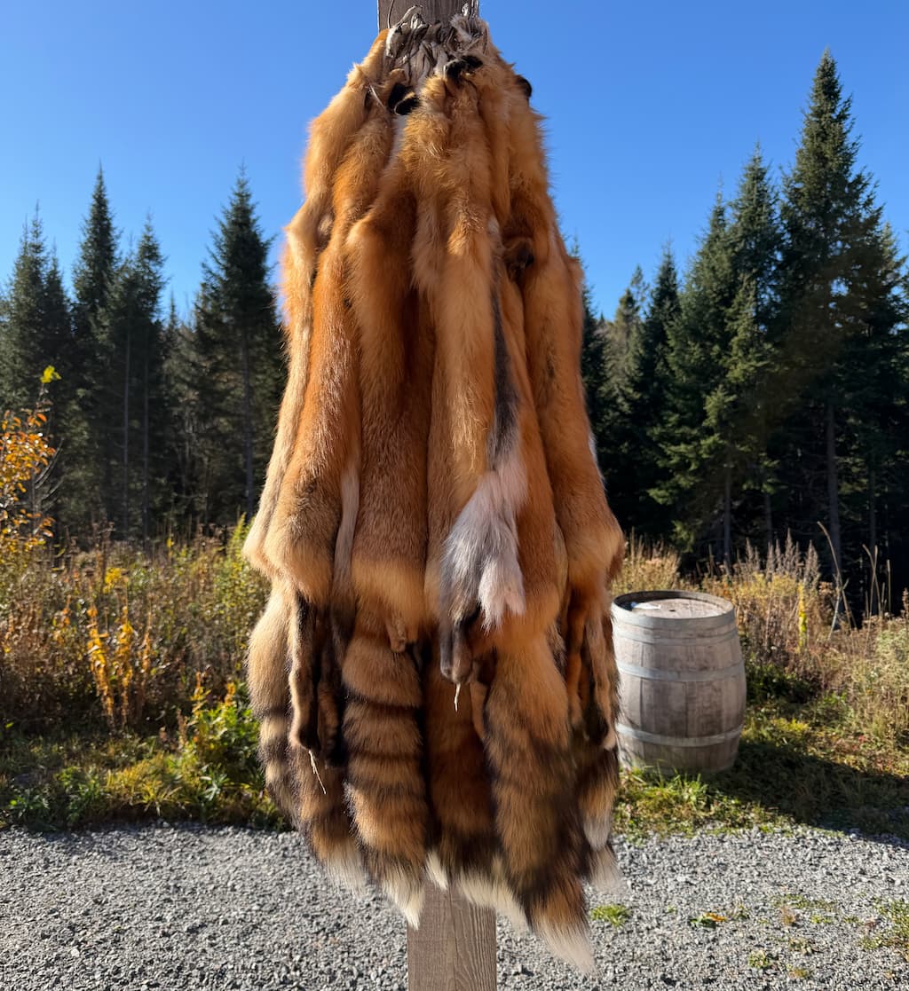 Red Fox