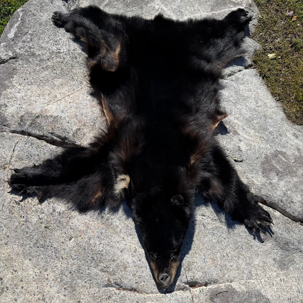 bear c